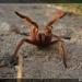 Monocentropus lambertoni