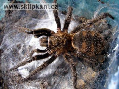 Nemesiidae_Acanthogonatus