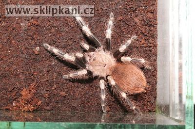 Lasiodora_cristata