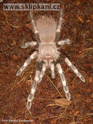 Lasiodora_cristata