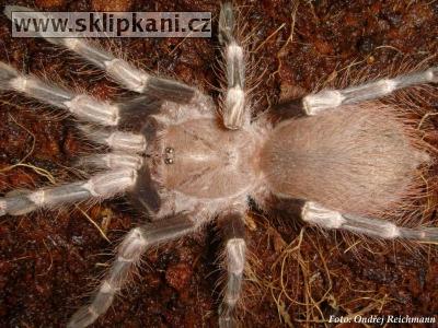 Lasiodora_cristata