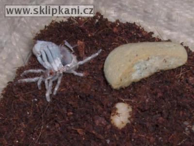 Lasiodora_cristata