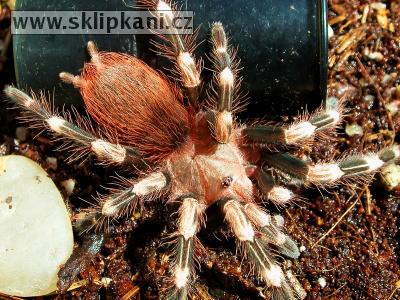 Lasiodora_cristata