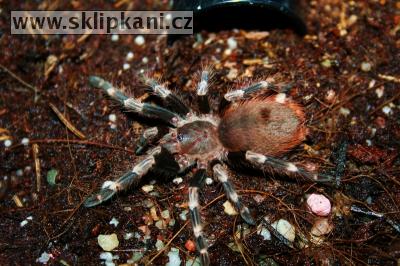 Lasiodora_cristata