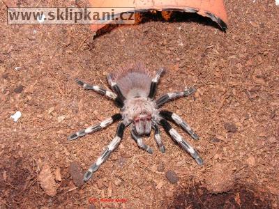 Lasiodora_cristata