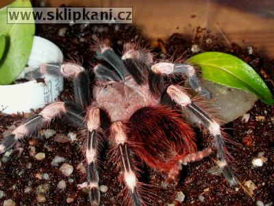 Lasiodora_cristata