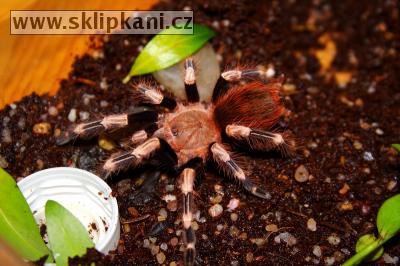 Lasiodora_cristata