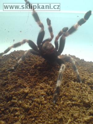 Lasiodora_cristata