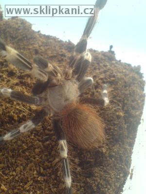 Lasiodora_cristata