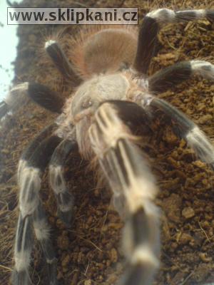 Lasiodora_cristata