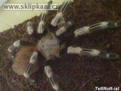 Lasiodora_cristata