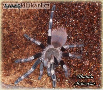 Lasiodora_cristata