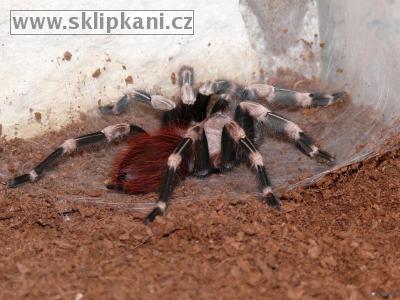 Lasiodora_cristata