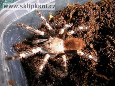 Lasiodora_cristata