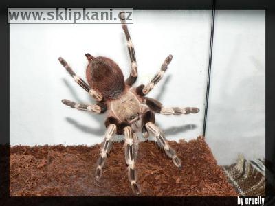 Lasiodora_cristata