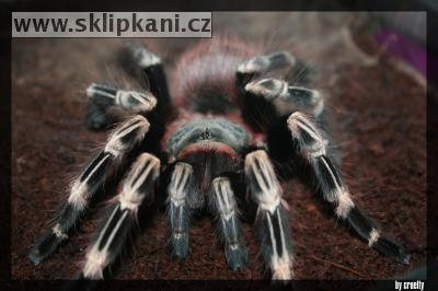 Lasiodora_cristata