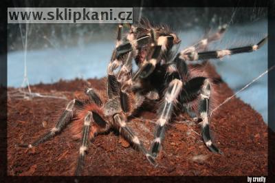 Lasiodora_cristata