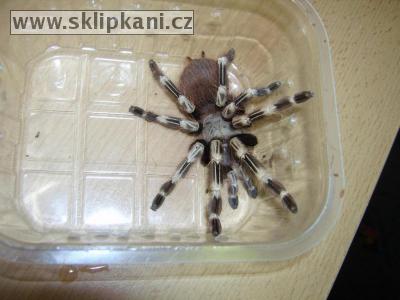 Lasiodora_cristata