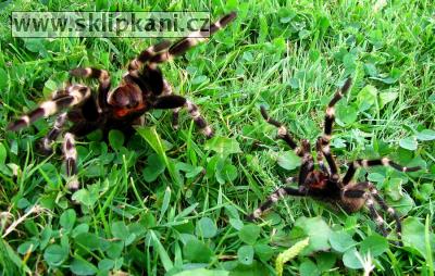 Lasiodora_cristata