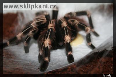 Lasiodora_cristata