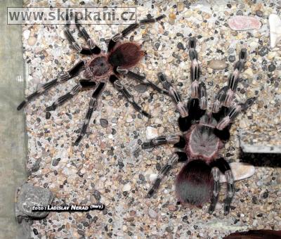 Lasiodora_cristata