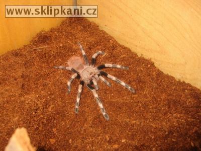 Lasiodora_cristata