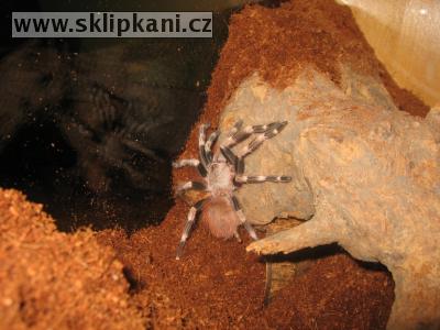 Nhandu_chromatus