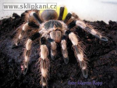 Nhandu_chromatus