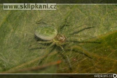 Nigma_walckenaeri