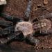 Haplopelma sp. "Bach Ma"