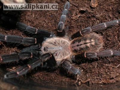 Haplopelma_sp._"Bach_Ma"