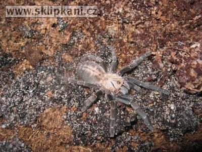 Ornithoctonus_costalis