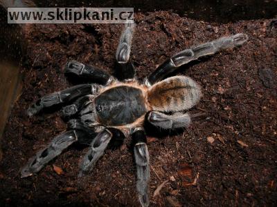 Ornithoctonus-sp.-Malthai