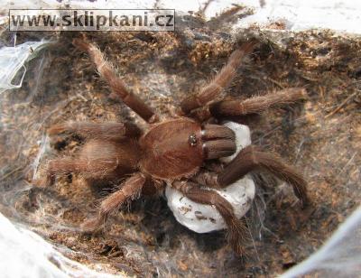 Orphnaceus-sp.