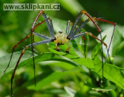 Oxyopidae_Peucetia