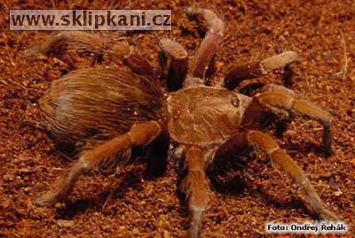 Pamphobeteus-ornatus