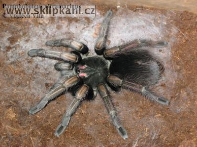 Pamphobeteus_ultramarinus