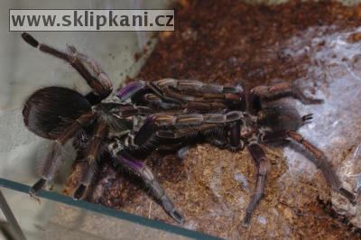 Pamphobeteus_ultramarinus