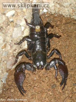 Scorpionidae_Pandinus