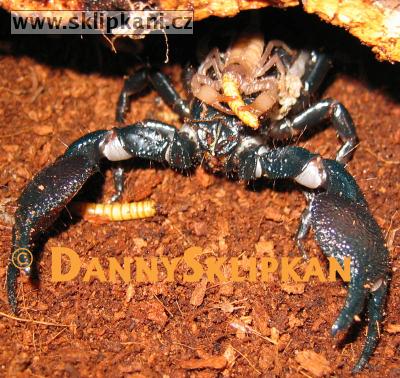 Scorpionidae_Pandinus