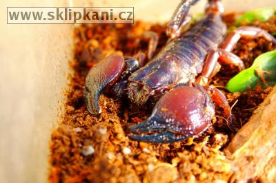 Scorpionidae_Pandinus