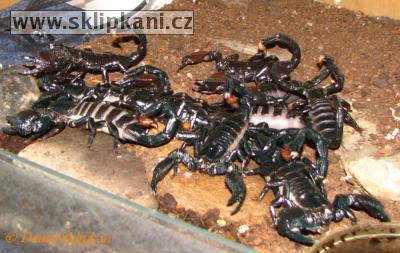 Scorpionidae_Pandinus