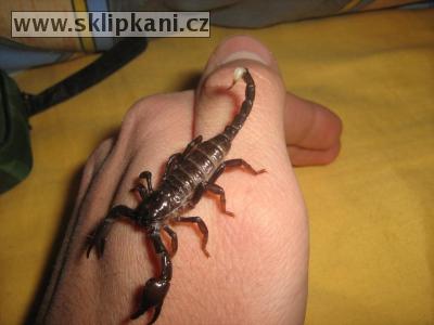 Scorpionidae_Pandinus