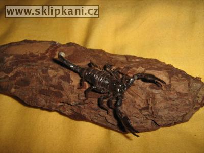 Scorpionidae_Pandinus