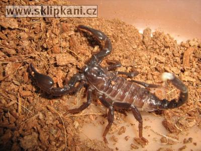 Scorpionidae_Pandinus