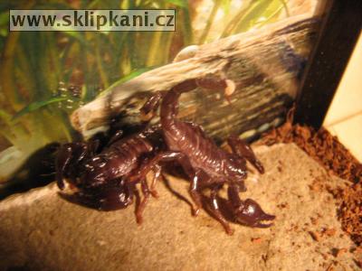 Scorpionidae_Pandinus