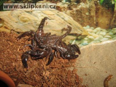 Scorpionidae_Pandinus