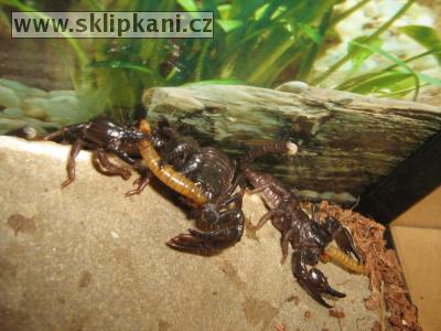 Scorpionidae_Pandinus