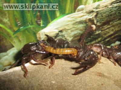 Scorpionidae_Pandinus