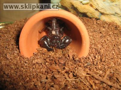 Scorpionidae_Pandinus